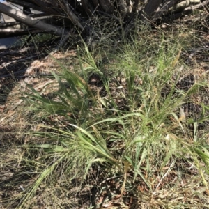 Panicum capillare/hillmanii at Belconnen, ACT - 20 Feb 2019 09:53 AM