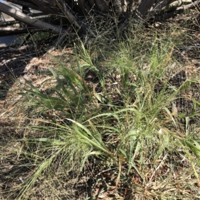 Panicum capillare/hillmanii (Exotic/Invasive Panic Grass) at Belconnen, ACT - 19 Feb 2019 by CathB