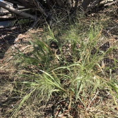 Panicum capillare/hillmanii (Exotic/Invasive Panic Grass) at Belconnen, ACT - 20 Feb 2019 by CathB