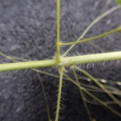 Panicum capillare/hillmanii at Belconnen, ACT - 20 Feb 2019 09:53 AM