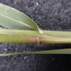 Panicum capillare/hillmanii at Belconnen, ACT - 20 Feb 2019 09:53 AM