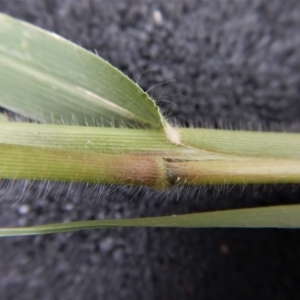 Panicum capillare/hillmanii at Belconnen, ACT - 20 Feb 2019 09:53 AM