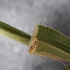 Panicum capillare/hillmanii at Belconnen, ACT - 20 Feb 2019 09:53 AM