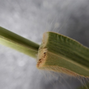 Panicum capillare/hillmanii at Belconnen, ACT - 20 Feb 2019 09:53 AM