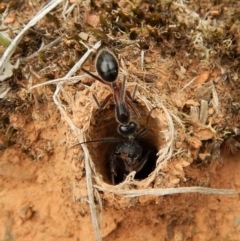 Camponotus intrepidus (Flumed Sugar Ant) at Aranda Bushland - 19 Feb 2019 by CathB