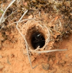 Camponotus intrepidus at Aranda, ACT - 20 Feb 2019 08:52 AM