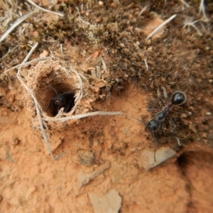 Camponotus intrepidus at Aranda, ACT - 20 Feb 2019 08:52 AM