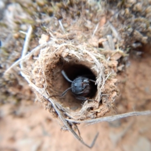 Camponotus intrepidus at Aranda, ACT - 20 Feb 2019 08:52 AM