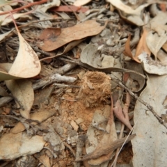 Camponotus intrepidus at Aranda, ACT - 20 Feb 2019