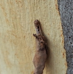 Lepidoptera unclassified IMMATURE (caterpillar or pupa or cocoon) at Dunlop, ACT - 16 Feb 2019 by CathB