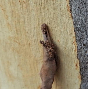 Lepidoptera unclassified IMMATURE moth at Dunlop, ACT - 16 Feb 2019