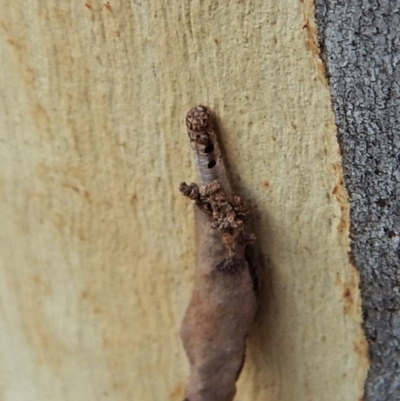 Lepidoptera unclassified IMMATURE moth at Dunlop, ACT - 15 Feb 2019 by CathB