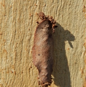 Lepidoptera unclassified IMMATURE moth at Dunlop, ACT - 16 Feb 2019