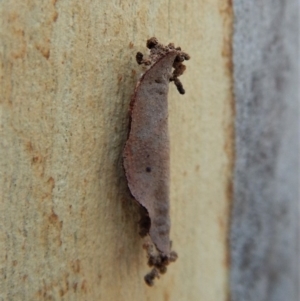 Lepidoptera unclassified IMMATURE moth at Dunlop, ACT - 16 Feb 2019