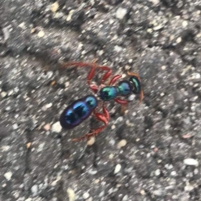 Diamma bicolor (Blue ant, Bluebottle ant) at Paddys River, ACT - 20 Feb 2019 by davobj