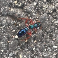 Diamma bicolor (Blue ant, Bluebottle ant) at Paddys River, ACT - 20 Feb 2019 by davobj