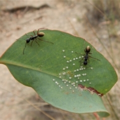 Camponotus suffusus (Golden-tailed sugar ant) at Dunlop, ACT - 19 Feb 2019 by CathB