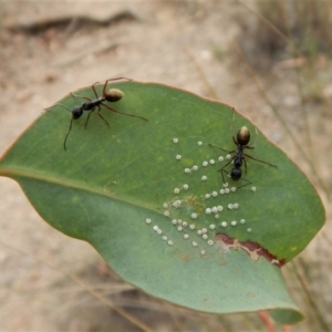 Camponotus suffusus at Dunlop, ACT - 20 Feb 2019