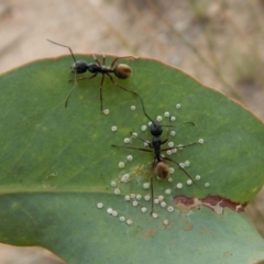 Camponotus suffusus at Dunlop, ACT - 20 Feb 2019