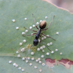 Camponotus suffusus at Dunlop, ACT - 20 Feb 2019