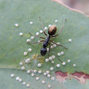 Camponotus suffusus at Dunlop, ACT - 20 Feb 2019
