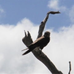 Falco berigora (Brown Falcon) at Paddys River, ACT - 20 Feb 2019 by davobj
