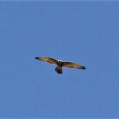 Falco berigora at Paddys River, ACT - 20 Feb 2019
