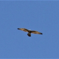 Falco berigora at Paddys River, ACT - 20 Feb 2019 02:51 PM