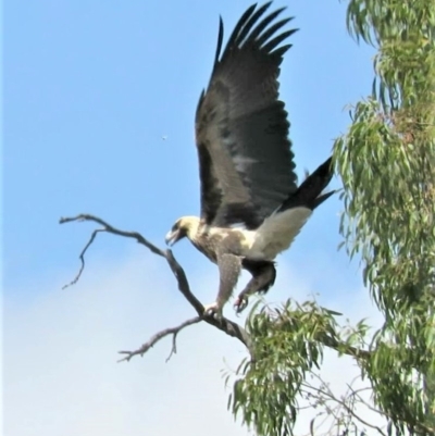 Aquila audax (Wedge-tailed Eagle) at Callum Brae - 20 Feb 2019 by KumikoCallaway