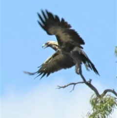 Aquila audax at Symonston, ACT - 20 Feb 2019 11:58 AM