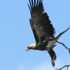 Aquila audax at Symonston, ACT - 20 Feb 2019 11:58 AM