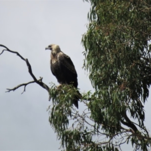 Aquila audax at Symonston, ACT - 20 Feb 2019 11:58 AM