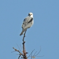 Elanus axillaris (Black-shouldered Kite) at Gordon, ACT - 19 Feb 2019 by RodDeb