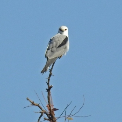 Elanus axillaris (Black-shouldered Kite) at Gordon, ACT - 18 Feb 2019 by RodDeb