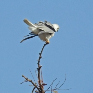 Elanus axillaris at Gordon, ACT - 19 Feb 2019