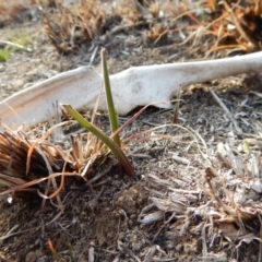 Thelymitra (Genus) (Sun Orchid) at Dunlop, ACT - 3 Sep 2018 by CathB