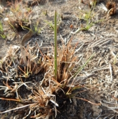 Thelymitra sp. at Dunlop, ACT - suppressed