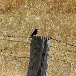 Artamus cyanopterus at Tennent, ACT - 19 Feb 2019 10:23 AM