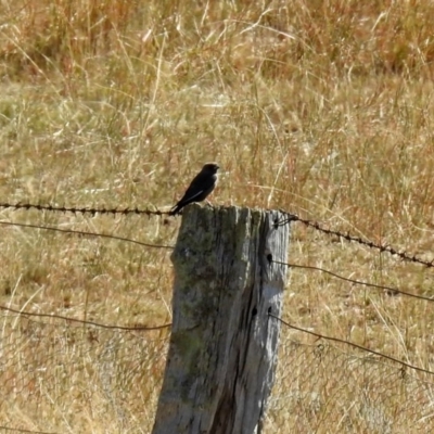 Artamus cyanopterus (Dusky Woodswallow) at Tennent, ACT - 18 Feb 2019 by RodDeb