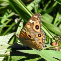 Junonia villida (Meadow Argus) at Booth, ACT - 19 Feb 2019 by RodDeb