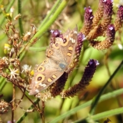 Junonia villida at Booth, ACT - 19 Feb 2019