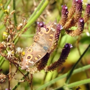 Junonia villida at Booth, ACT - 19 Feb 2019