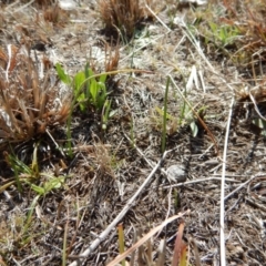 Microtis sp. (Onion Orchid) at Mount Painter - 12 Sep 2018 by CathB