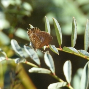 Theclinesthes serpentata at Paddys River, ACT - 19 Feb 2019 10:06 AM