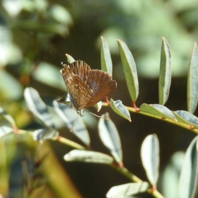 Theclinesthes serpentata (Saltbush Blue) at Namadgi National Park - 18 Feb 2019 by RodDeb