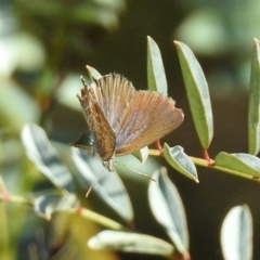 Theclinesthes serpentata at Paddys River, ACT - 19 Feb 2019 10:06 AM