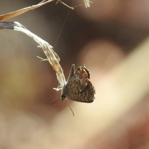 Theclinesthes serpentata at Paddys River, ACT - 19 Feb 2019 10:06 AM