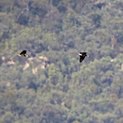 Threskiornis spinicollis (Straw-necked Ibis) at Paddys River, ACT - 19 Feb 2019 by RodDeb