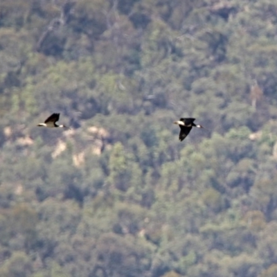 Threskiornis spinicollis (Straw-necked Ibis) at Paddys River, ACT - 18 Feb 2019 by RodDeb