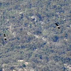 Threskiornis spinicollis at Paddys River, ACT - 19 Feb 2019 09:41 AM